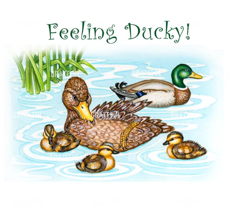 Feeling Ducky