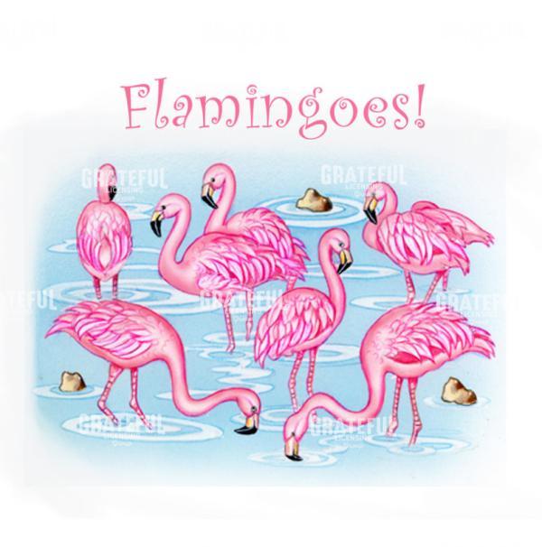 Flamingoes