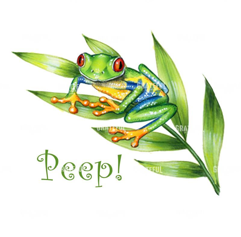 Tree Frog Peep