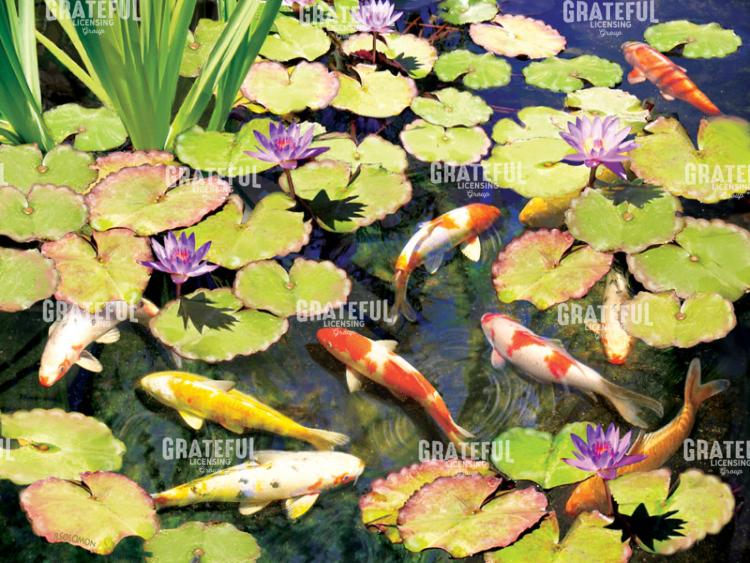 Koi Pond IV