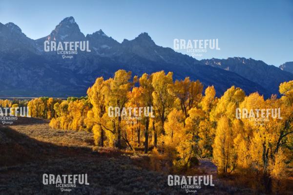 Autumn Cottonwoods - Grand Tetons
