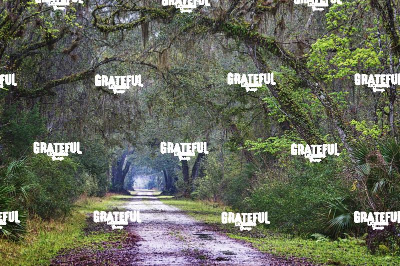 Florida Country Road