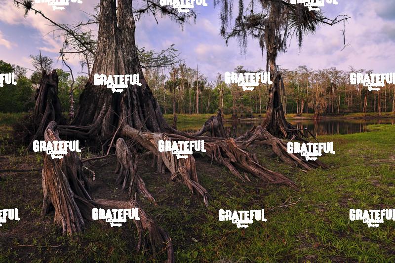 Evening Along Fisheating Creek