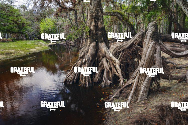 Toes in Fisheating Creek