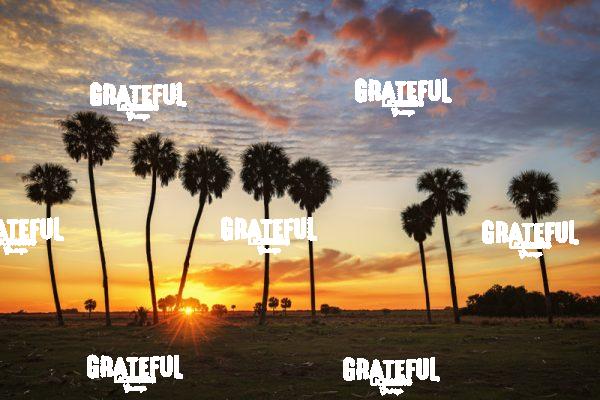 Sunset Over Okeechobee Palm Trees