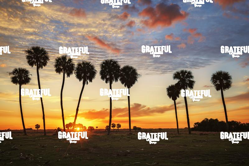 Sunset Over Okeechobee Palm Trees