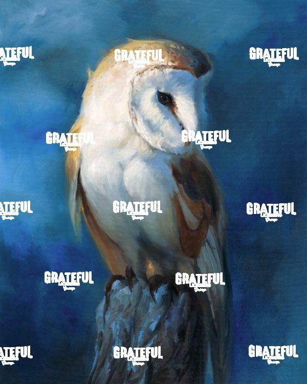 Barn Owl