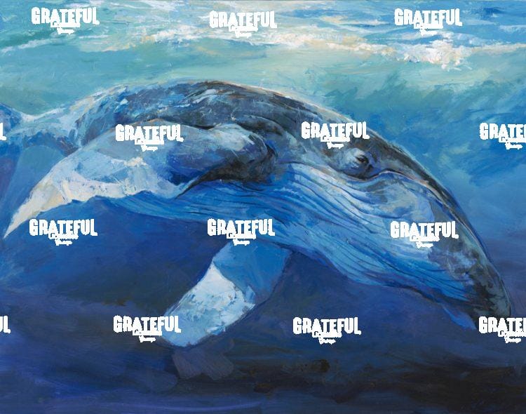 Humpback Whale