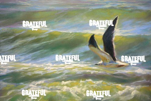 Freedom (Seagull)