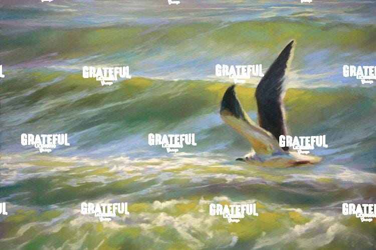 Freedom (Seagull)