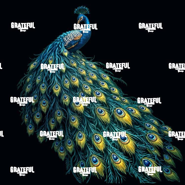 Peacock in Black