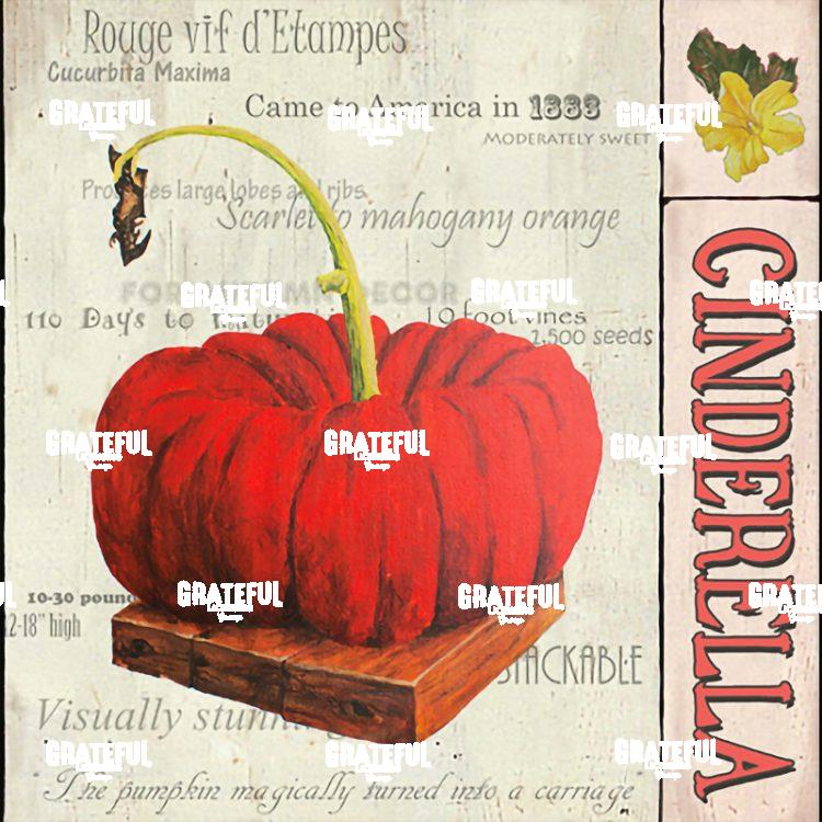 Squash - Cinderella Panel