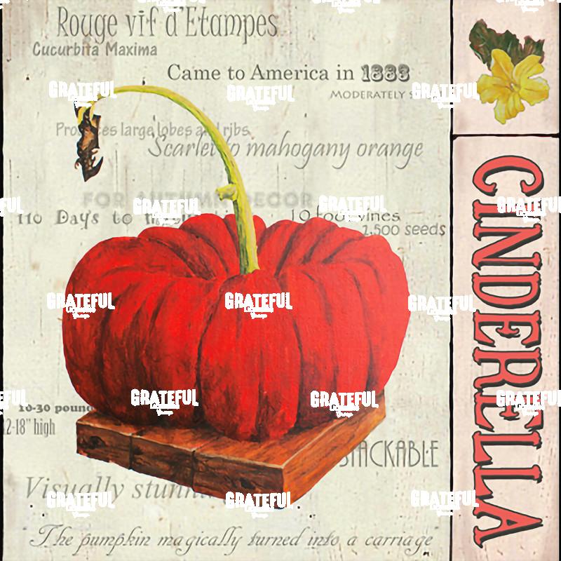 Squash - Cinderella Panel