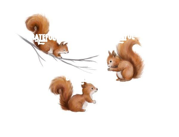Squirrels