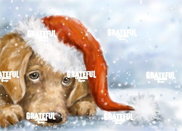 Dog with Santa's Hat