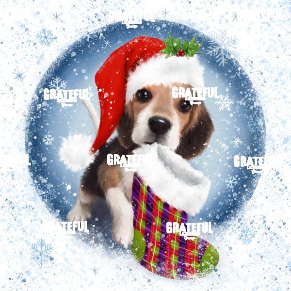 Dog with Colorful Stocking