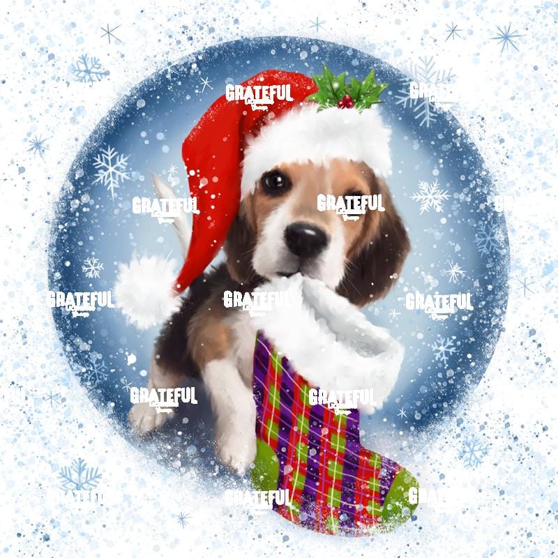 Dog with Colorful Stocking