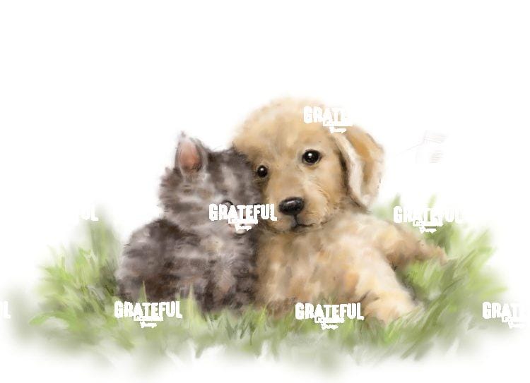 Dog & Cat