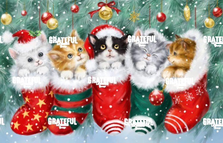 Cats in Stockings