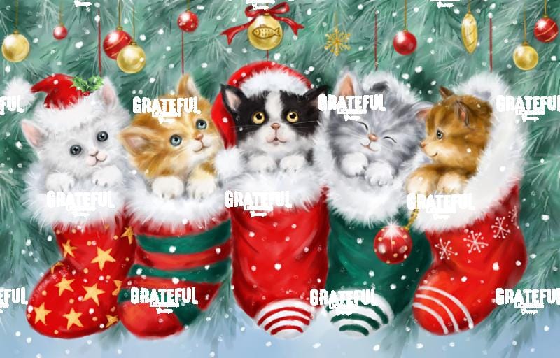 Cats in Stockings