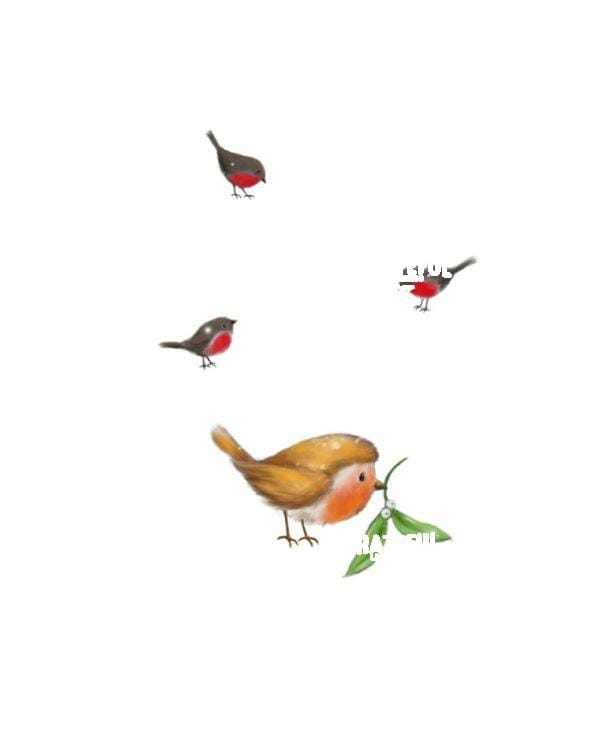 Birds