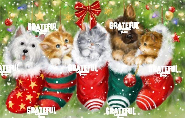 Dogs and Cats in Stockings