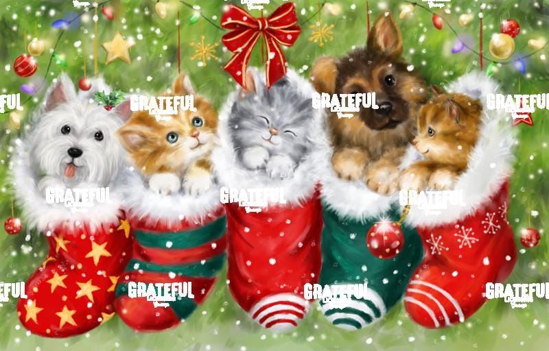 Dogs and Cats in Stockings