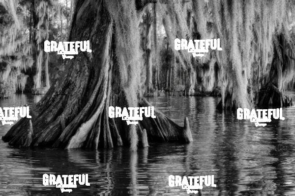 Veil of the Bayou