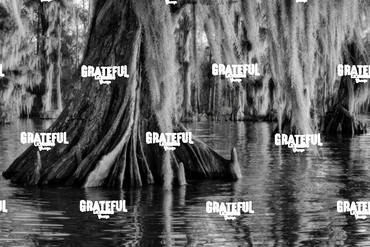 Veil of the Bayou
