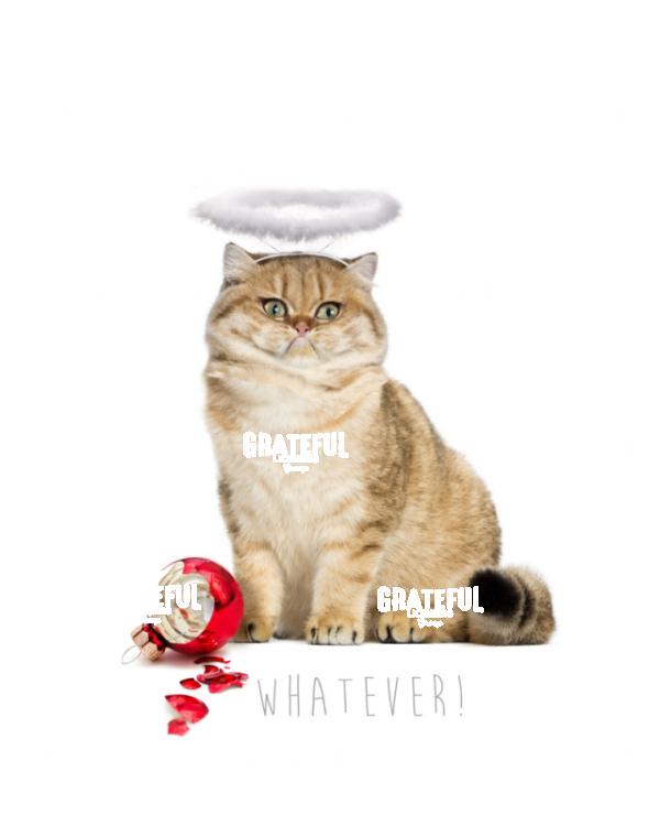 Cat Angel Whatever