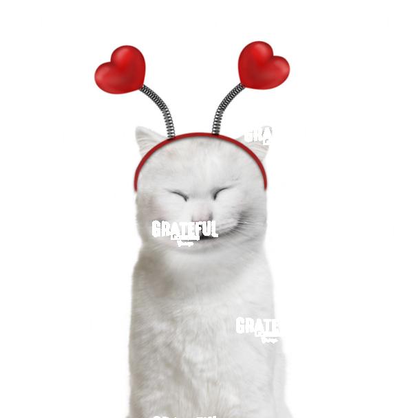 Valentine Cat