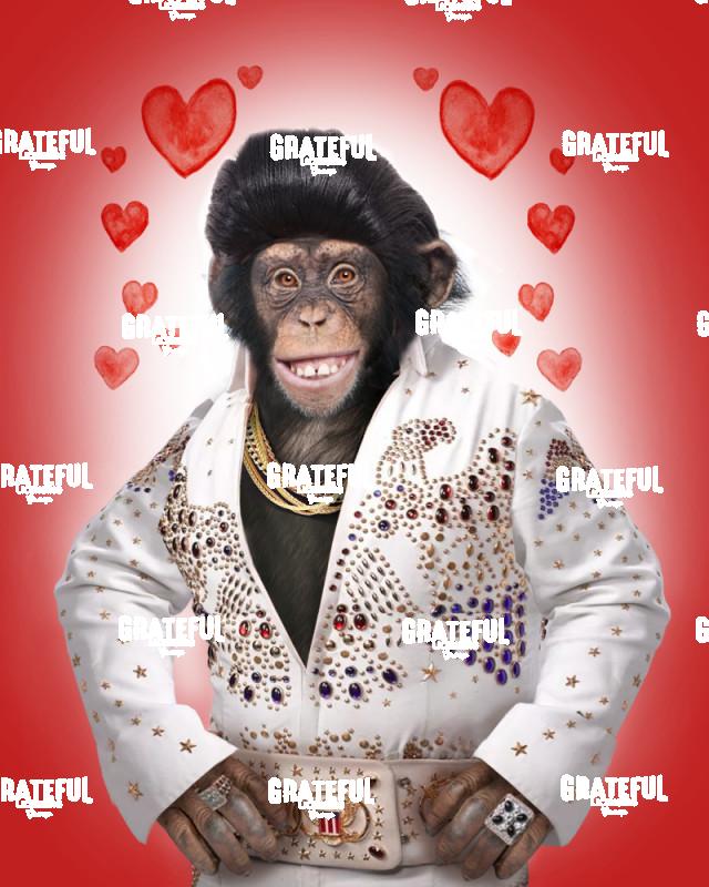 Elvis Monkey Red