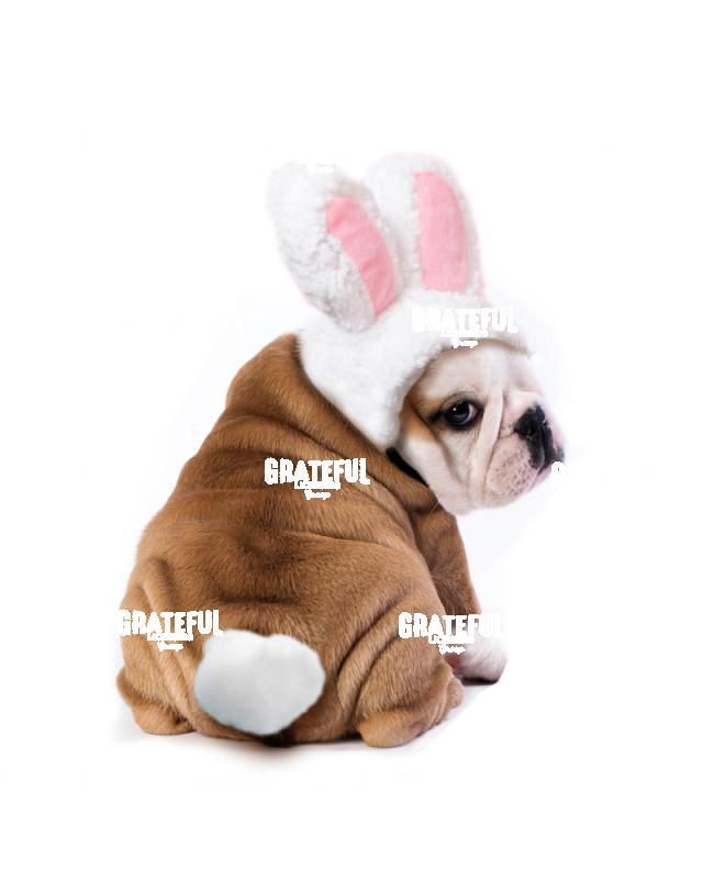 Bull Dog Easter
