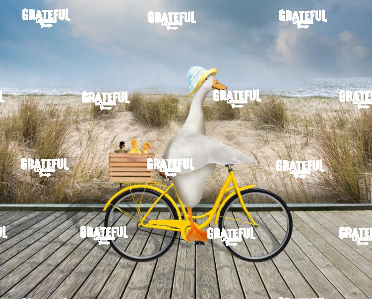 Duck riding bike