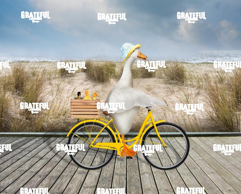 Duck riding bike