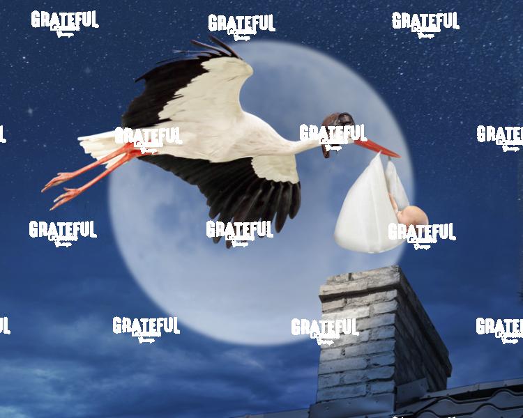 Stork