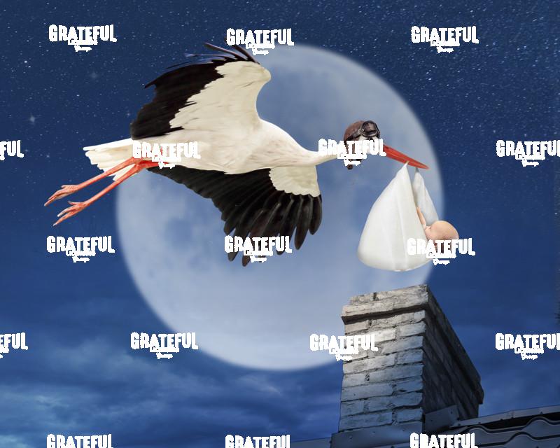 Stork