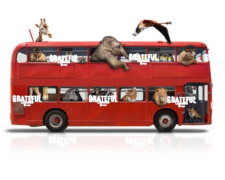 Back to the Jungle