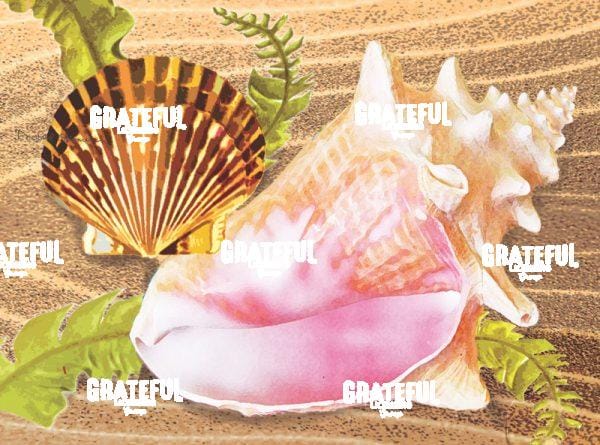 conch and scallop