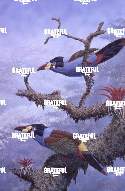 1973 Andean Screamers 2