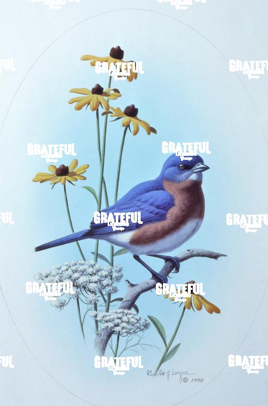 1990 Eastern Bluebird