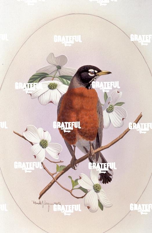 1980 Robin