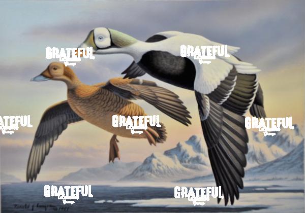 1988 Spectacled Eiders