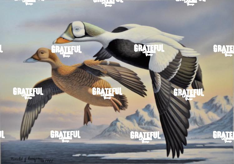 1988 Spectacled Eiders
