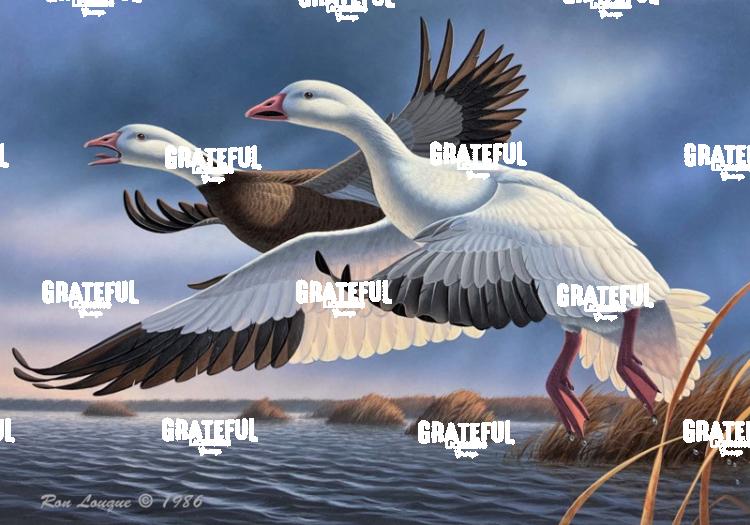 1986 Snow Geese At Laccassine
