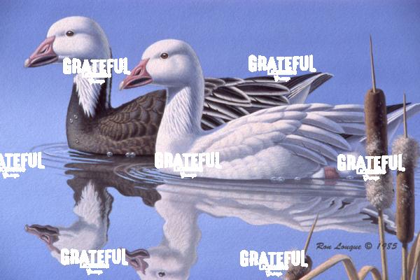 1985 Snow Geese BSF