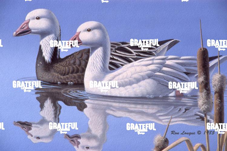 1985 Snow Geese BSF