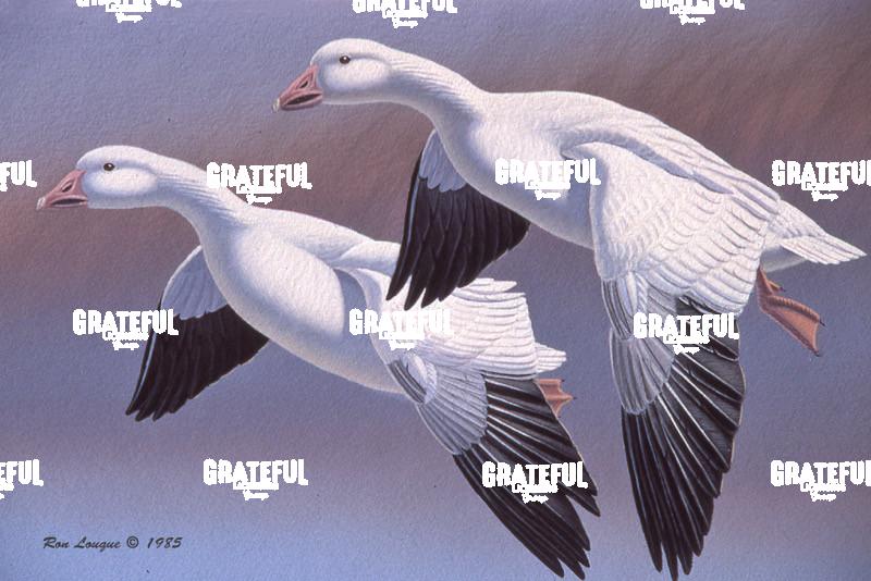 1985 Snow G. Fed Study