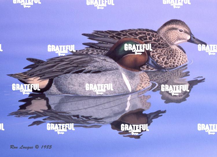 1985 Green Wing Water 2