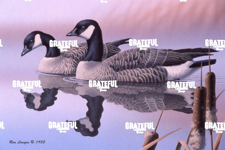 1985 Cackling Geese